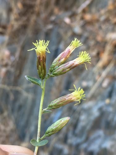 California brickellbush (Brickellia californica)