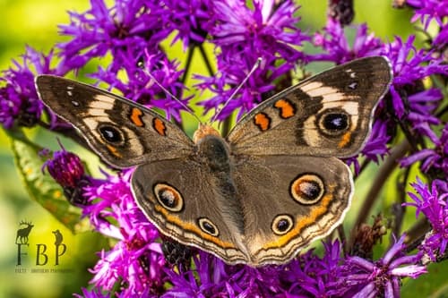 Common Buckeye (Junonia coenia)