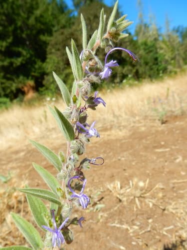 Vinegar-weed (Trichostema lanceolatum)
