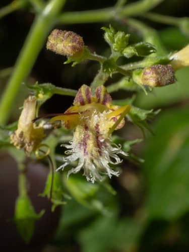 Northern Horsebalm (Collinsonia canadensis)