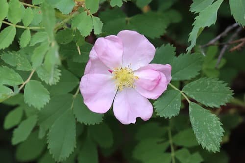 Woods's rose (Rosa woodsii)