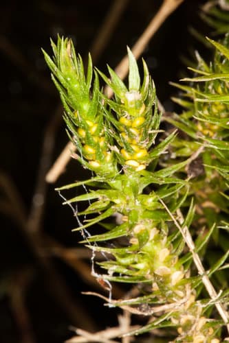 Northern Fir-moss (Huperzia selago)