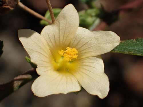 Arrowleaf Sida (Sida rhombifolia)