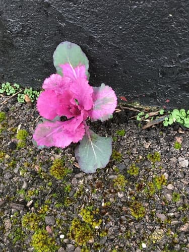 Cabbage (Brassica oleracea)