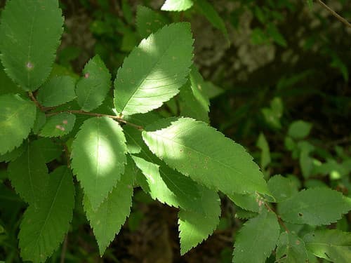 Winged Elm (Ulmus alata)