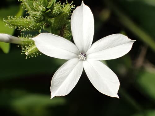 White Pumbago (Plumbago zeylanica)