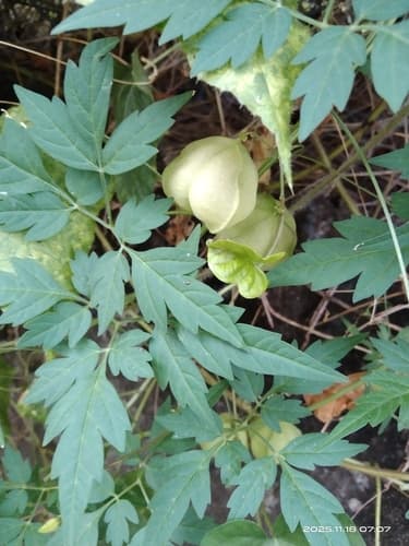 Balloonvine (Cardiospermum halicacabum)