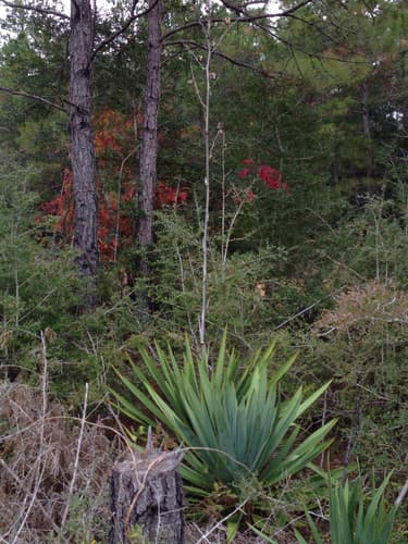 Nodding Yucca (Yucca cernua)