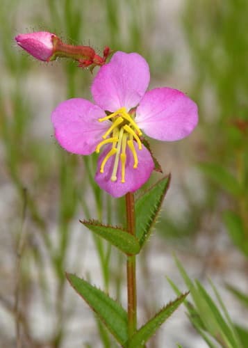 Handsome Harry (Rhexia virginica)