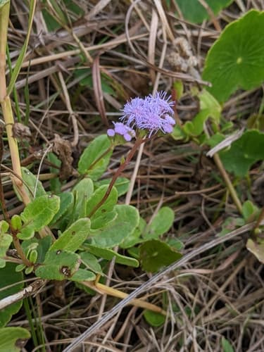 Betonyleaf Mistflower (Conoclinium betonicifolium)