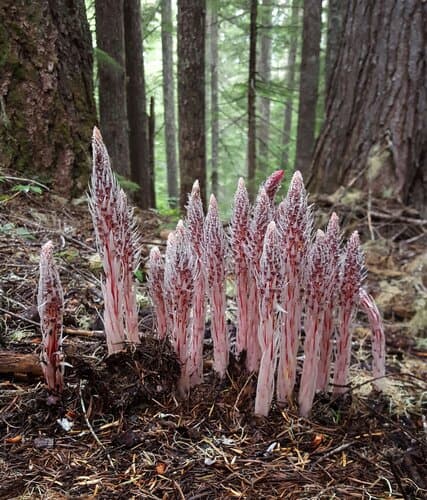 Sugarstick (Allotropa virgata)