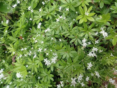 Woodruff (Galium odoratum)