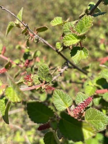 California copperleaf (Acalypha californica)