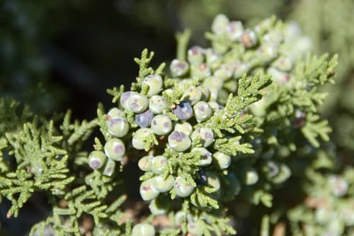Cherry-stone Juniper (Juniperus monosperma)