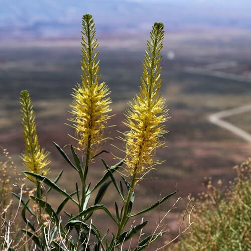 Prince's-plume (Stanleya pinnata)