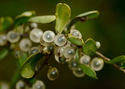 Snake-eyes (Phaulothamnus spinescens)