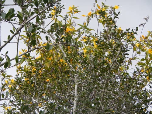 Carolina Jessamine (Gelsemium sempervirens)