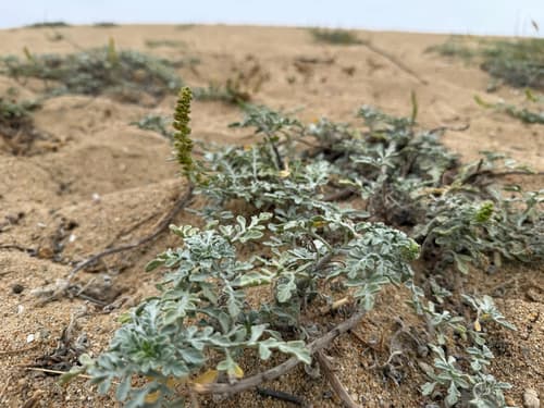 Beachbur (Ambrosia chamissonis)