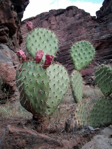 New mexico prickly-pear (Opuntia phaeacantha)