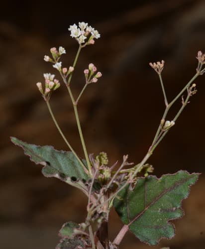 Erect Spiderling (Boerhavia erecta)