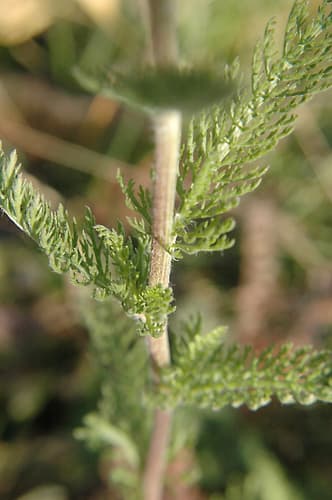Common Yarrow (Achillea millefolium)