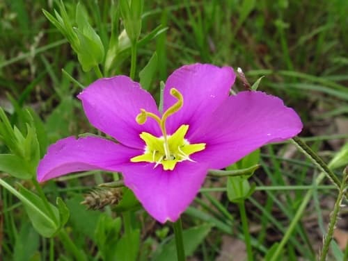 Texas Star (Sabatia campestris)