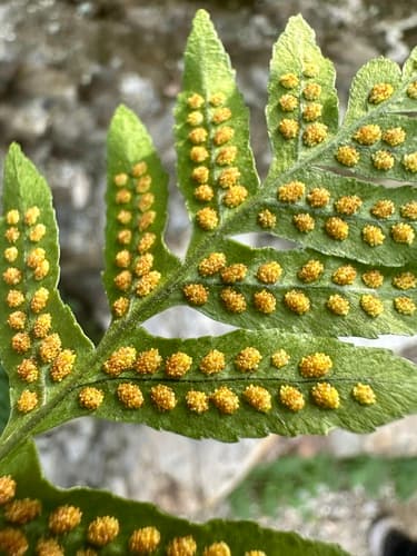 California polypody (Polypodium californicum)