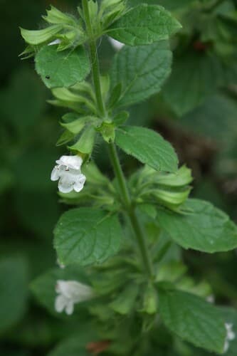 Common Balm (Melissa officinalis)