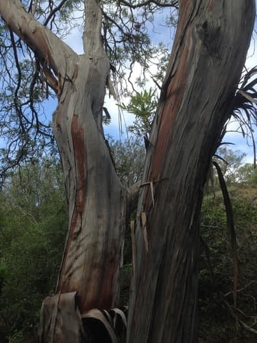 Santa Cruz Island ironwood (Lyonothamnus floribundus)
