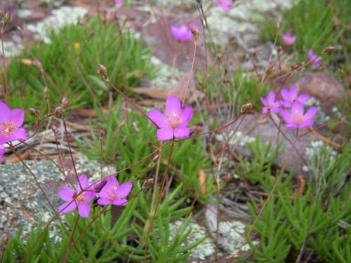 Fameflower (Phemeranthus calycinus)