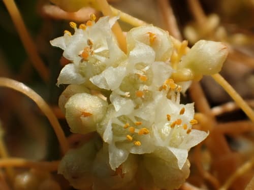 Dodder (Cuscuta campestris)
