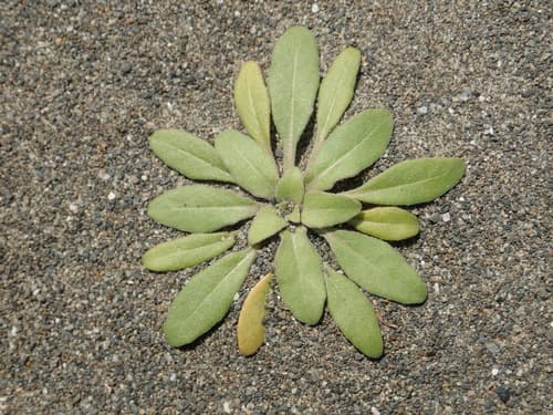 Cut-leaf Evening-primrose (Oenothera laciniata)