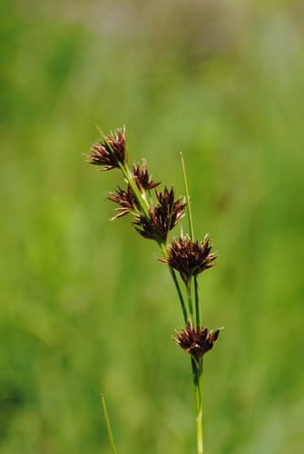 Brownish Beaksedge (Rhynchospora capitellata)