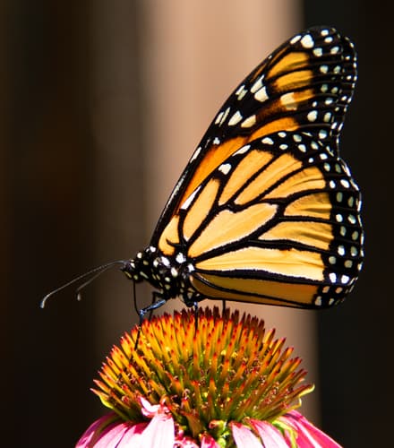 Monarch (Danaus plexippus)
