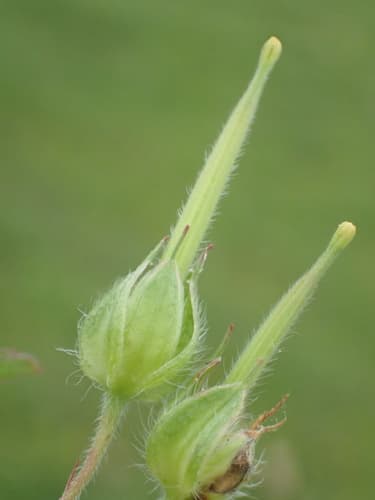 Carolina Geranium (Geranium carolinianum)