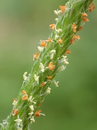 Orange Foxtail (Alopecurus aequalis)
