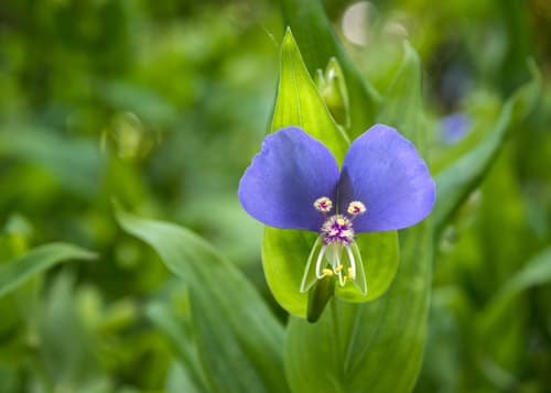 False Dayflower (Tinantia anomala)