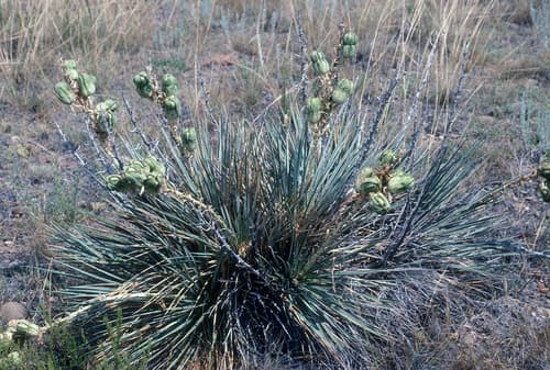 Soapweed yucca (Yucca glauca)