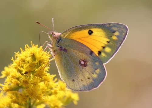 Orange Sulphur (Colias eurytheme)