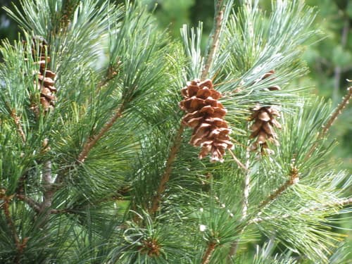 Weymouth Pine (Pinus strobus)