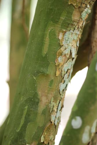 Vasey's Wild-lime (Adelia vaseyi)