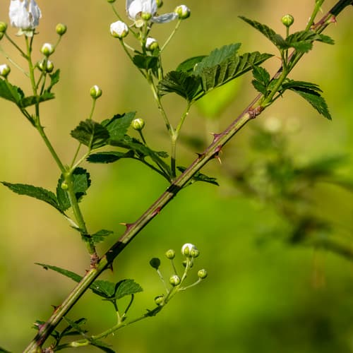 Pennsylvania Blackberry (Rubus pensilvanicus)