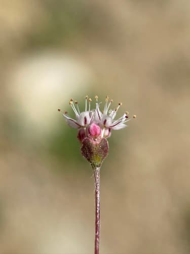 Anglestem buckwheat (Eriogonum angulosum)