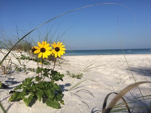 Cucumberleaf sunflower (Helianthus debilis)