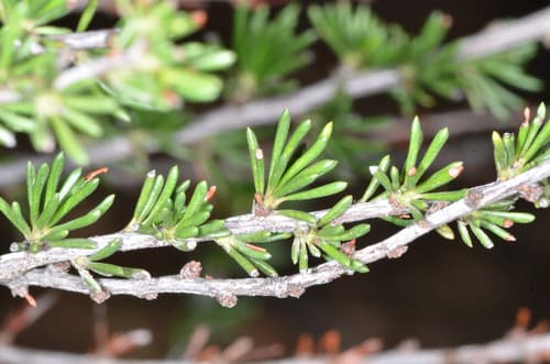 Chamise (Adenostoma fasciculatum)