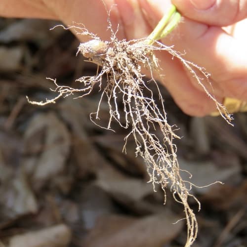 Bulbous Woodrush (Luzula bulbosa)
