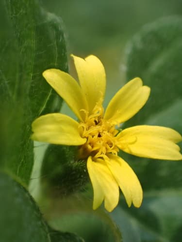 Horseherb (Calyptocarpus vialis)