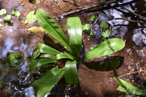 Swamp-pink (Helonias bullata)