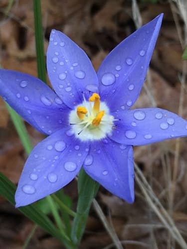 Prairie Celestials (Nemastylis geminiflora)