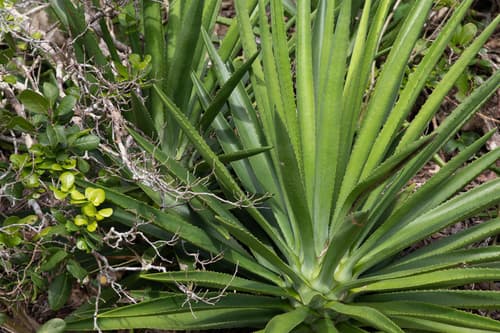 False sisal (Agave decipiens)